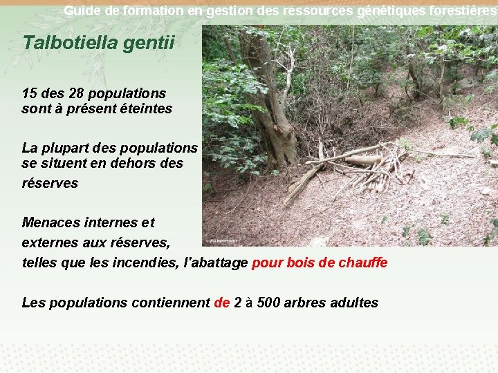 Guide de formation en gestion des ressources génétiques forestières Talbotiella gentii 15 des 28