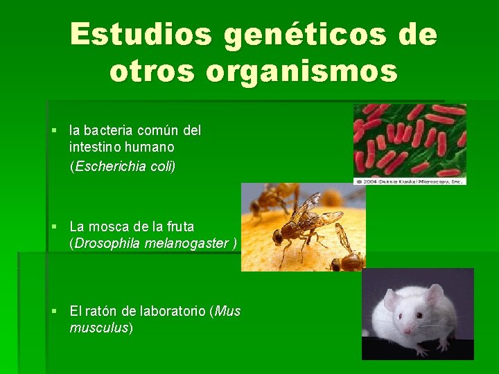 Estudios genéticos de otros organismos § la bacteria común del intestino humano (Escherichia coli)