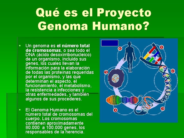 Qué es el Proyecto Genoma Humano? § Un genoma es el número total de