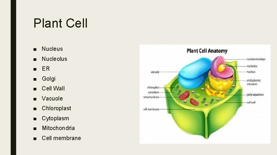 Plant Cell ■ Nucleus ■ Nucleolus ■ ER ■ Golgi ■ Cell Wall ■