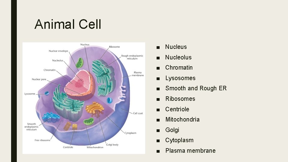 Animal Cell ■ Nucleus ■ Nucleolus ■ Chromatin ■ Lysosomes ■ Smooth and Rough