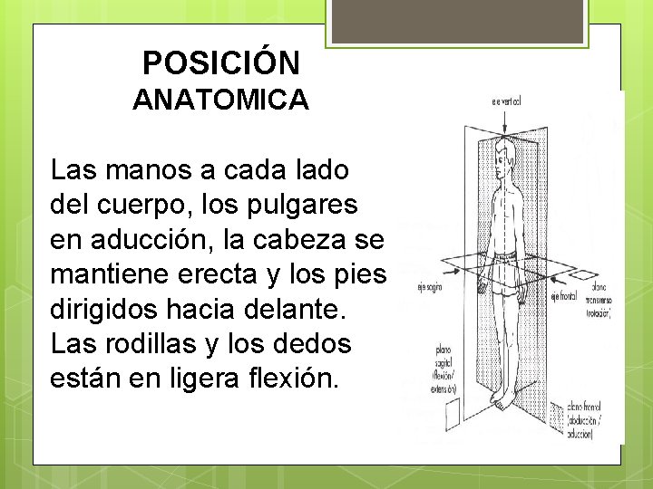 POSICIÓN ANATOMICA Las manos a cada lado del cuerpo, los pulgares en aducción, la