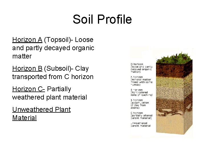 Soil Profile Horizon A (Topsoil)- Loose and partly decayed organic matter Horizon B (Subsoil)-