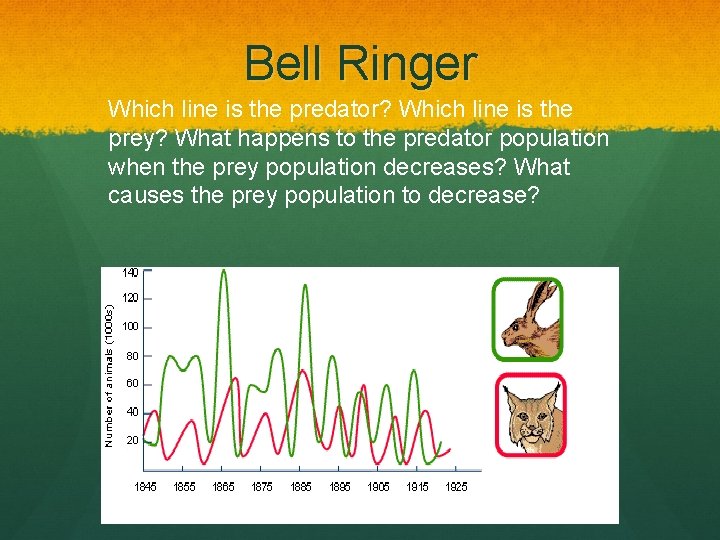 Bell Ringer Which line is the predator? Which line is the prey? What happens