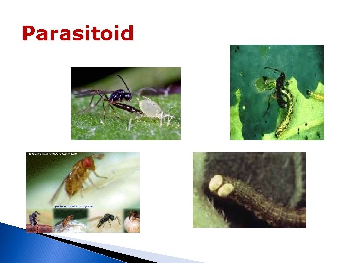 Parasitoid 