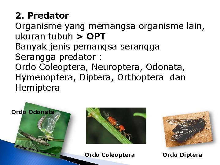 2. Predator Organisme yang memangsa organisme lain, ukuran tubuh > OPT Banyak jenis pemangsa