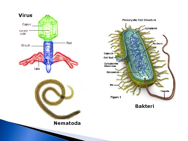 Virus Bakteri Nematoda 