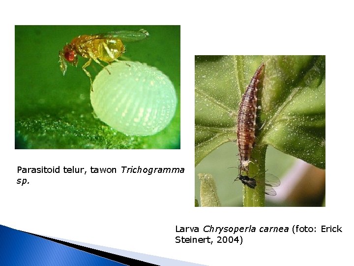 Parasitoid telur, tawon Trichogramma sp. Larva Chrysoperla carnea (foto: Erick Steinert, 2004) 