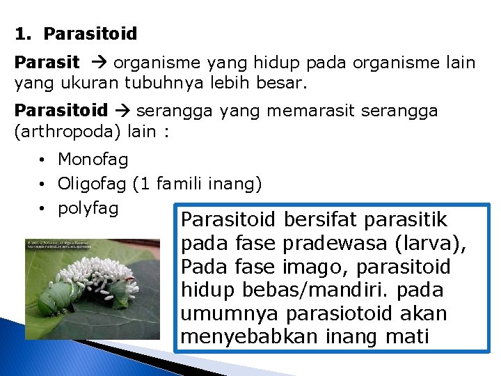 1. Parasitoid Parasit organisme yang hidup pada organisme lain yang ukuran tubuhnya lebih besar.