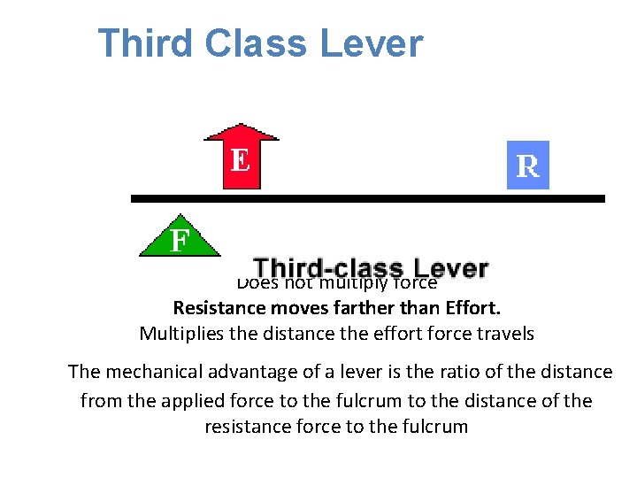 Third Class Lever EF is between fulcrum and RF (load) Does not multiply force Third Class Lever EF is between fulcrum and RF (load) Does not multiply force