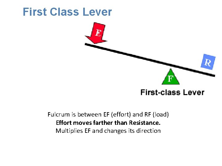 First Class Lever Fulcrum is between EF (effort) and RF (load) Effort moves farther First Class Lever Fulcrum is between EF (effort) and RF (load) Effort moves farther