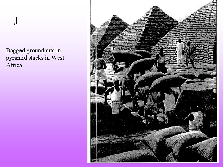 J Bagged groundnuts in pyramid stacks in West Africa 