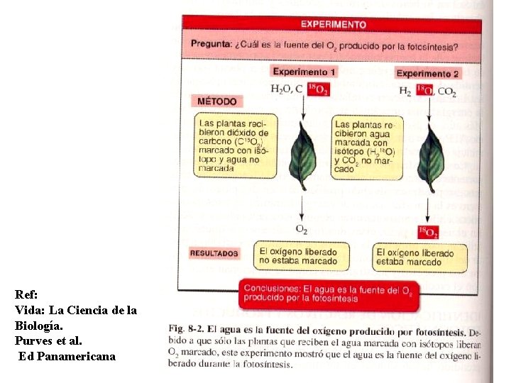 Ref: Vida: La Ciencia de la Biología. Purves et al. Ed Panamericana 