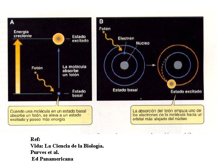 Ref: Vida: La Ciencia de la Biología. Purves et al. Ed Panamericana 