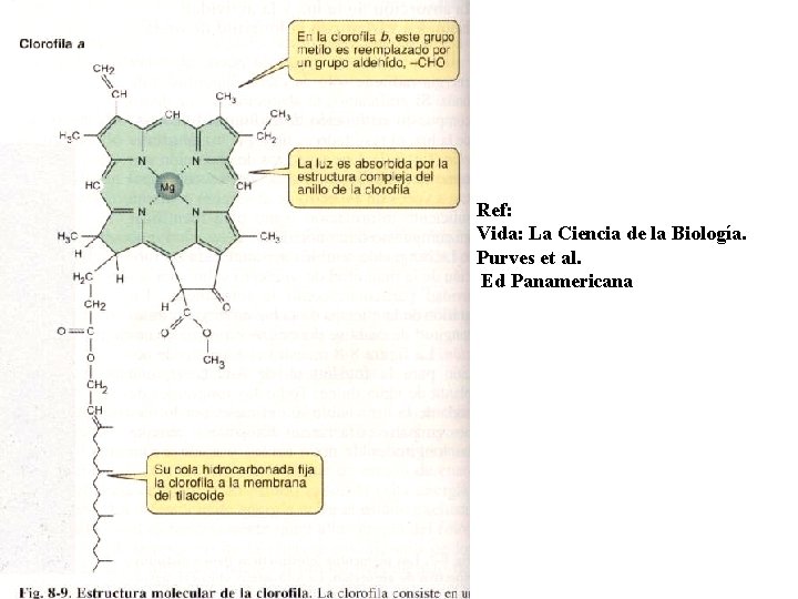Ref: Vida: La Ciencia de la Biología. Purves et al. Ed Panamericana 