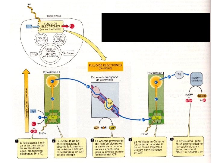 Ref: Vida: La Ciencia de la Biología. Purves et al. Ed Panamericana 