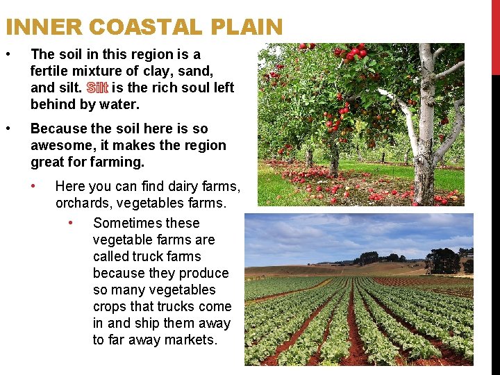 INNER COASTAL PLAIN • The soil in this region is a fertile mixture of