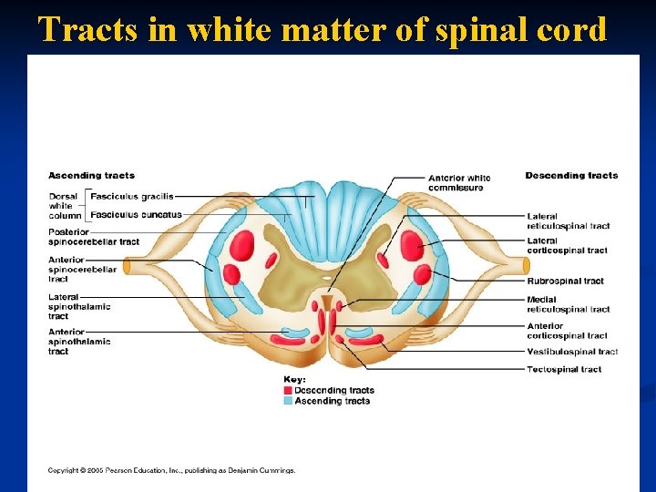 Tracts in white matter of spinal cord 