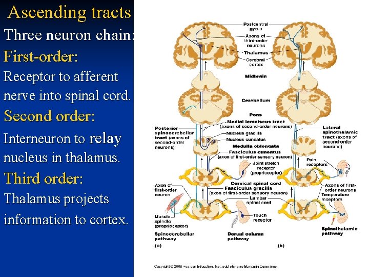 Ascending tracts Three neuron chain: First-order: Receptor to afferent nerve into spinal cord. Second
