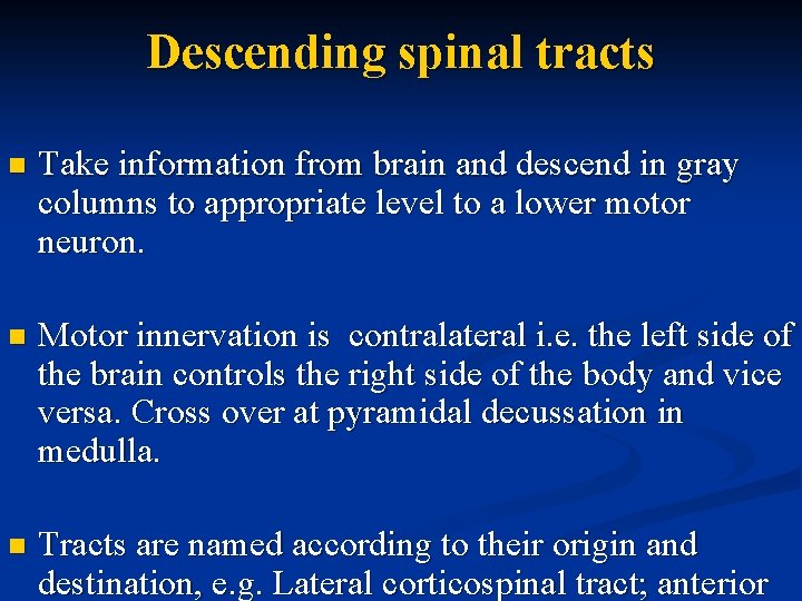 Descending spinal tracts n Take information from brain and descend in gray columns to