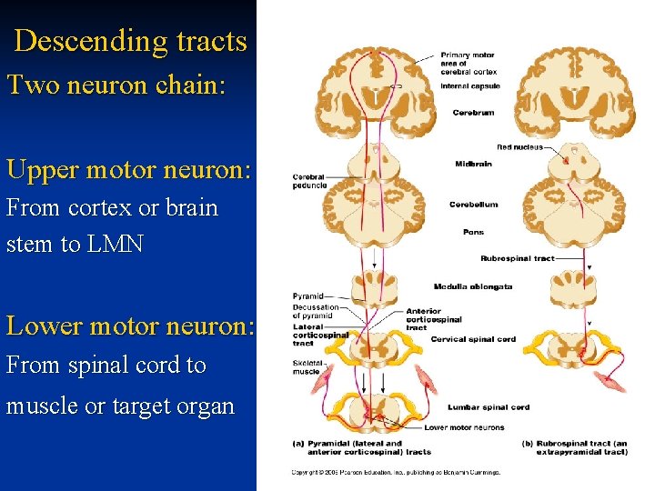 Descending tracts Two neuron chain: Upper motor neuron: From cortex or brain stem to