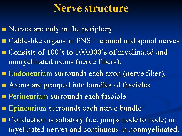 Nerve structure Nerves are only in the periphery n Cable-like organs in PNS =