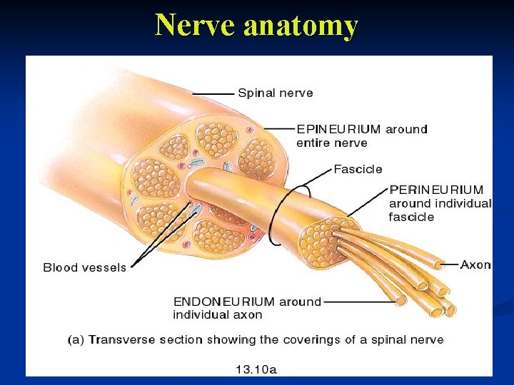 Nerve anatomy 