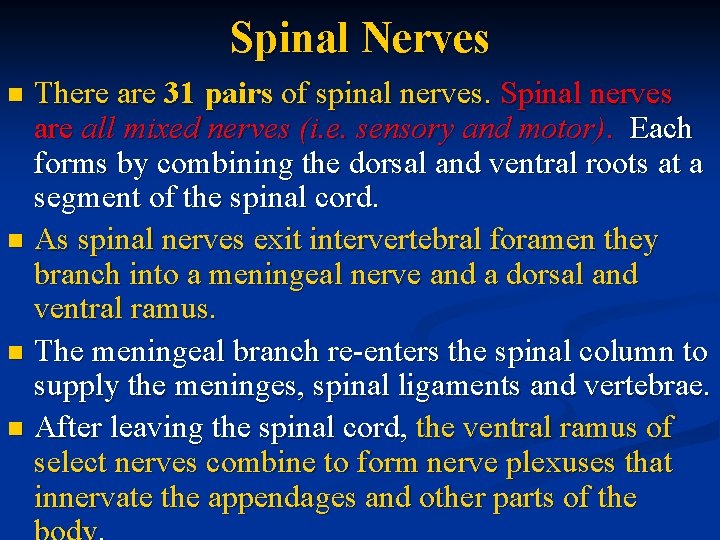 Spinal Nerves There are 31 pairs of spinal nerves. Spinal nerves are all mixed