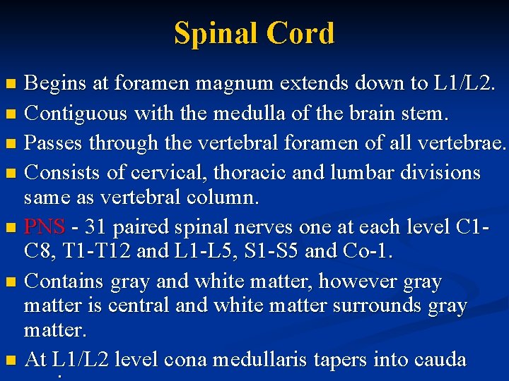 Spinal Cord Begins at foramen magnum extends down to L 1/L 2. n Contiguous