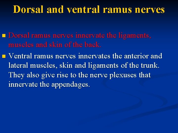 Dorsal and ventral ramus nerves Dorsal ramus nerves innervate the ligaments, muscles and skin