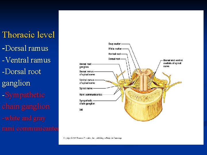 Thoracic level -Dorsal ramus -Ventral ramus -Dorsal root ganglion -Sympathetic chain ganglion -white and