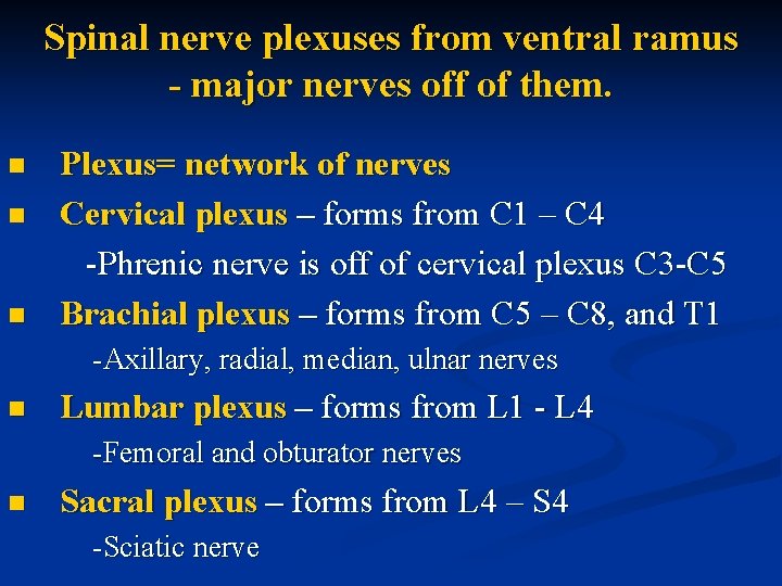 Spinal nerve plexuses from ventral ramus - major nerves off of them. n n