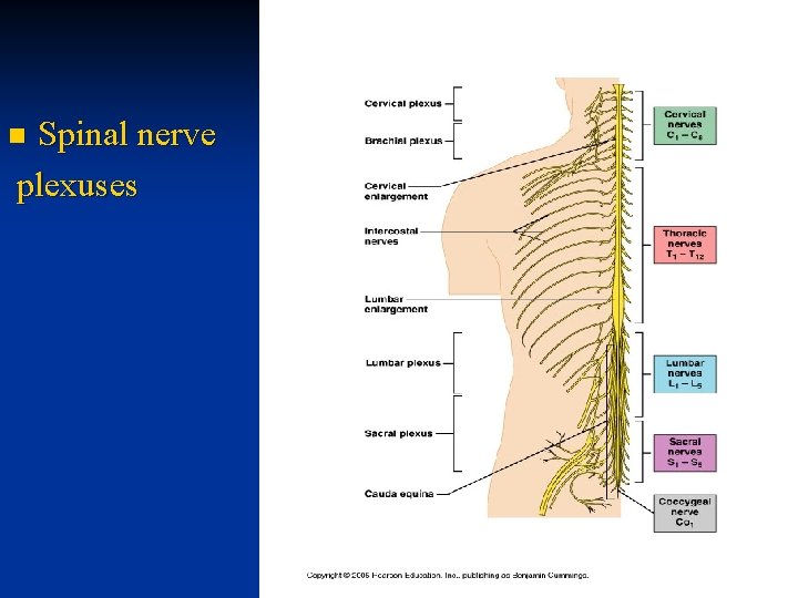 Spinal nerve plexuses n 
