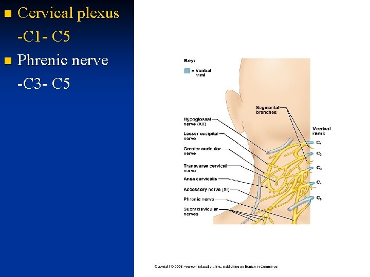 Cervical plexus -C 1 - C 5 n Phrenic nerve -C 3 - C