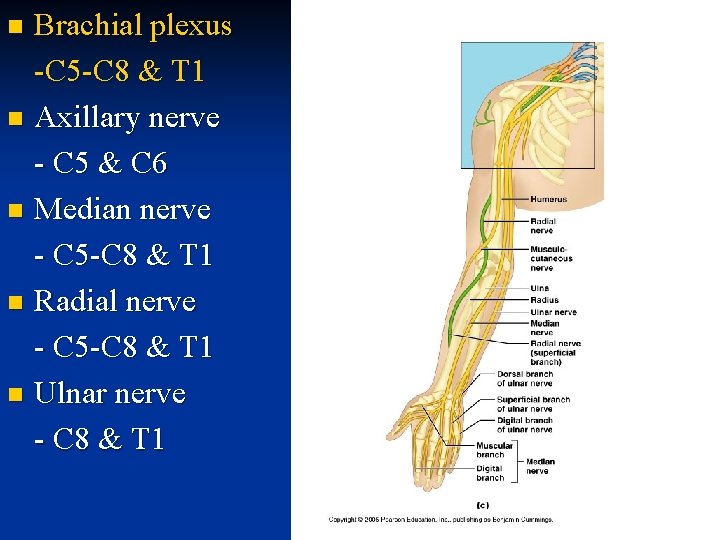 Brachial plexus -C 5 -C 8 & T 1 n Axillary nerve - C