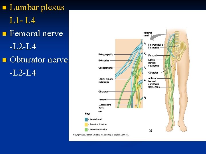 Lumbar plexus L 1 - L 4 n Femoral nerve -L 2 -L 4