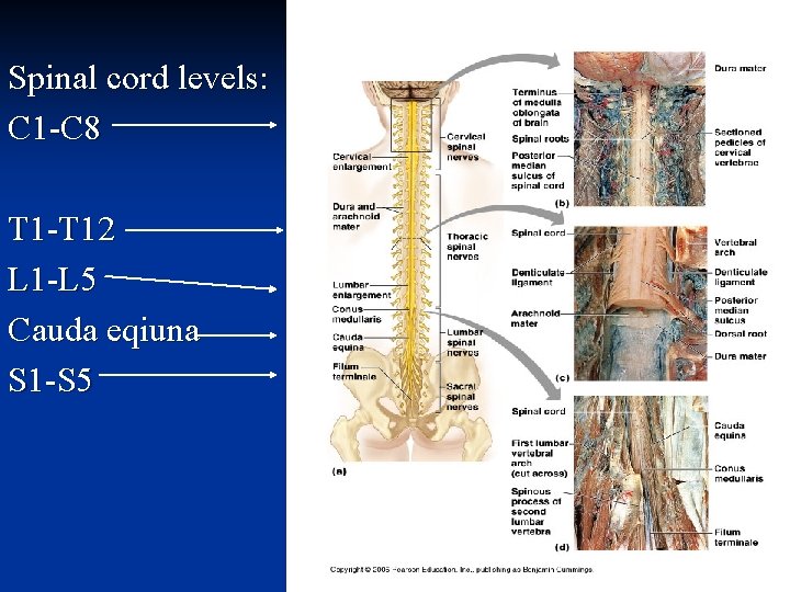 Spinal cord levels: C 1 -C 8 T 1 -T 12 L 1 -L