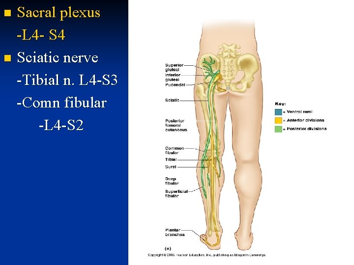 Sacral plexus -L 4 - S 4 n Sciatic nerve -Tibial n. L 4