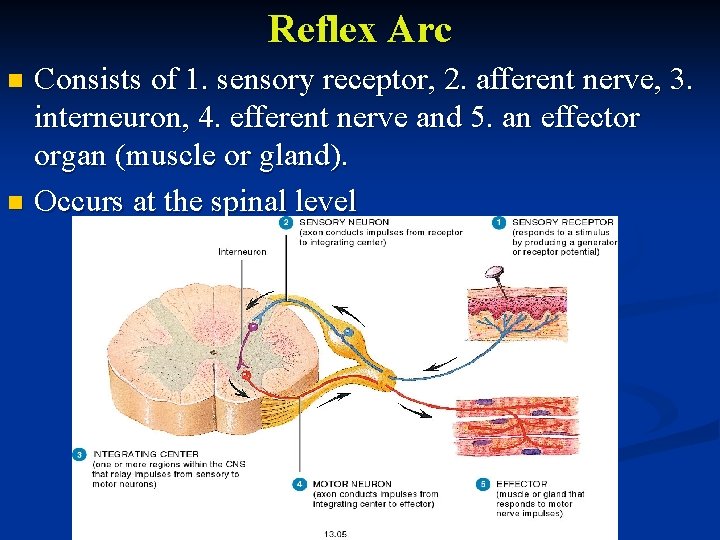 Reflex Arc Consists of 1. sensory receptor, 2. afferent nerve, 3. interneuron, 4. efferent