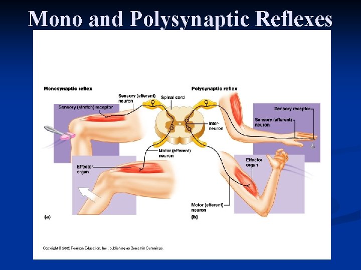 Mono and Polysynaptic Reflexes 