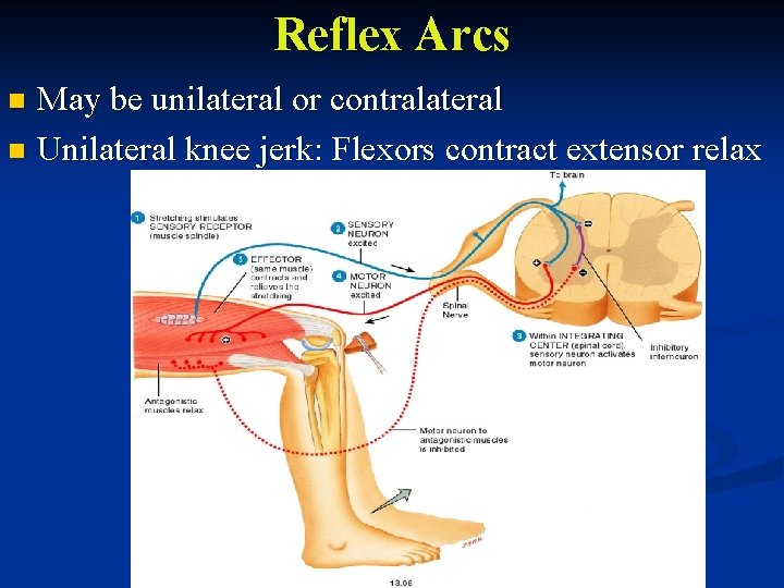 Reflex Arcs May be unilateral or contralateral n Unilateral knee jerk: Flexors contract extensor