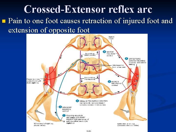 Crossed-Extensor reflex arc n Pain to one foot causes retraction of injured foot and