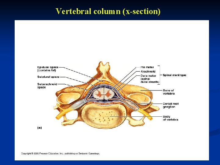 Vertebral column (x-section) 