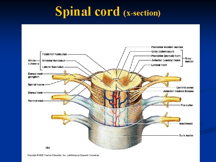 Spinal cord (x-section) 