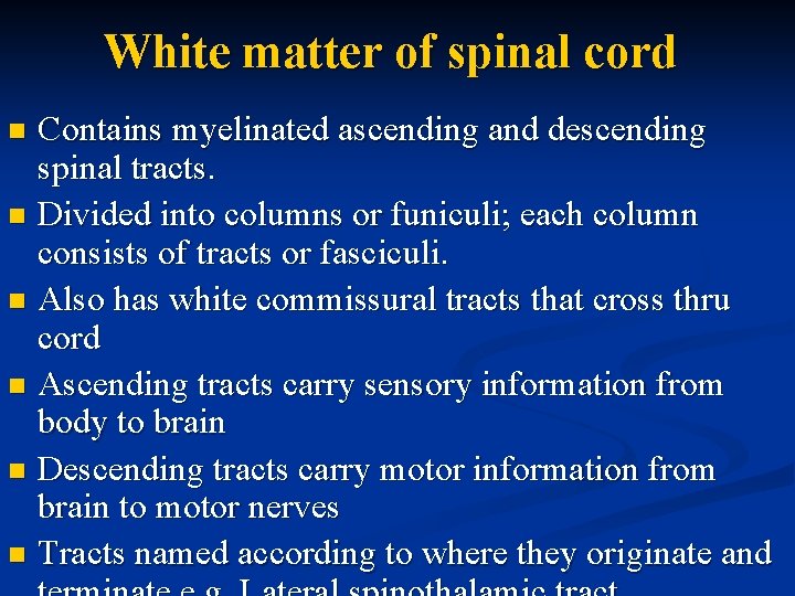 White matter of spinal cord Contains myelinated ascending and descending spinal tracts. n Divided