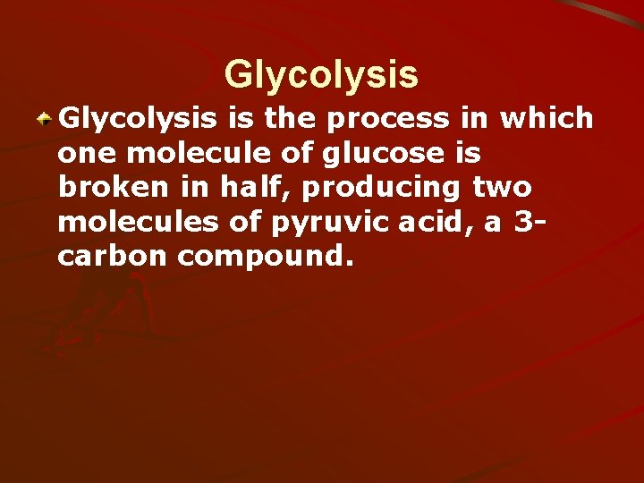 Glycolysis is the process in which one molecule of glucose is broken in half,