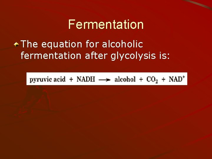 Fermentation The equation for alcoholic fermentation after glycolysis is: 