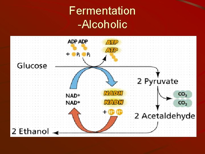 Fermentation -Alcoholic 