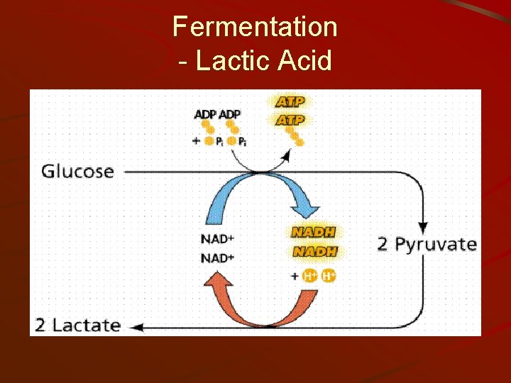 Fermentation - Lactic Acid 