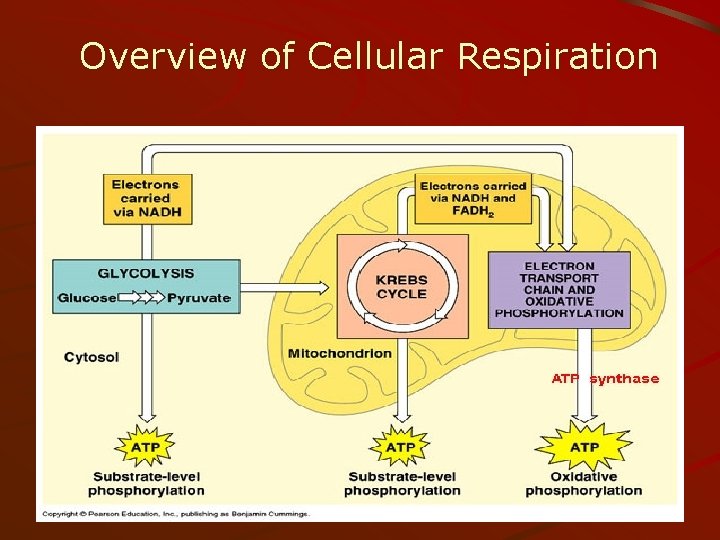 Overview of Cellular Respiration 